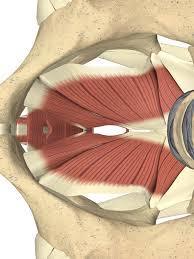 Anatomie