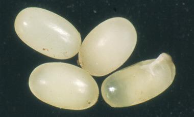 Hylobius abietis Vzhled vývojových stadií
