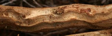 Hylobius abietis způsob života - Chodby mají délku 20 40 cm - Na konci chodby si larva