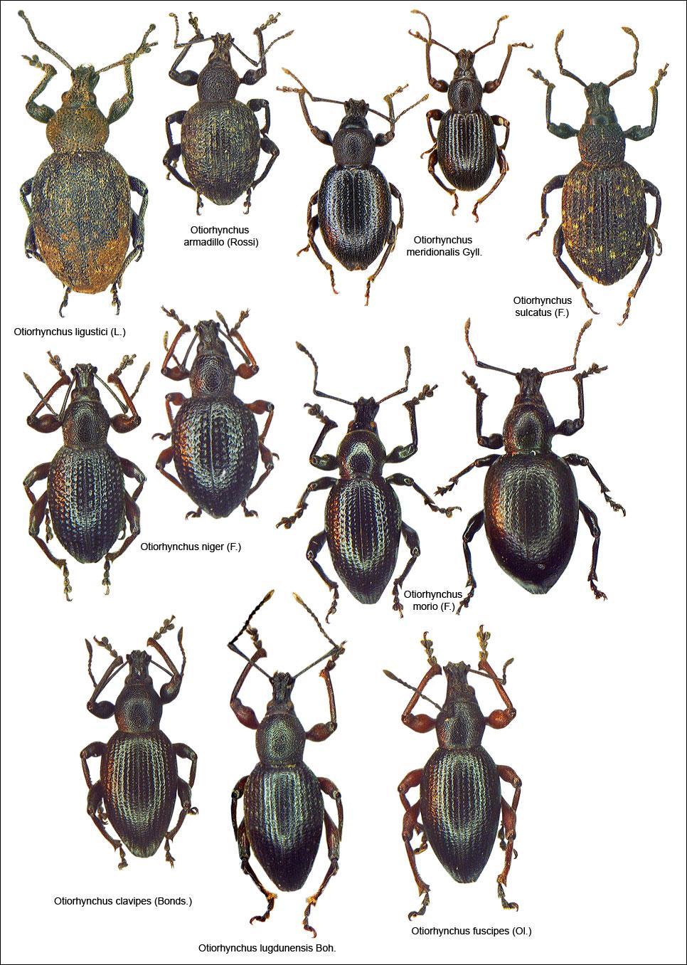 Lalokonosci (Otiorhynchus spp.) Hlavní škodu dělají většinou larvy, které se živí kořínky.