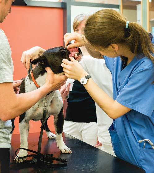 Zajišťování a vnitřní hodnocení kvality činností na univerzitě téma Veterinární a farmaceutická univerzita Brno v současné době rozšiřuje systém zajišťování a hodnocení kvality vzdělávací, tvůrčí a