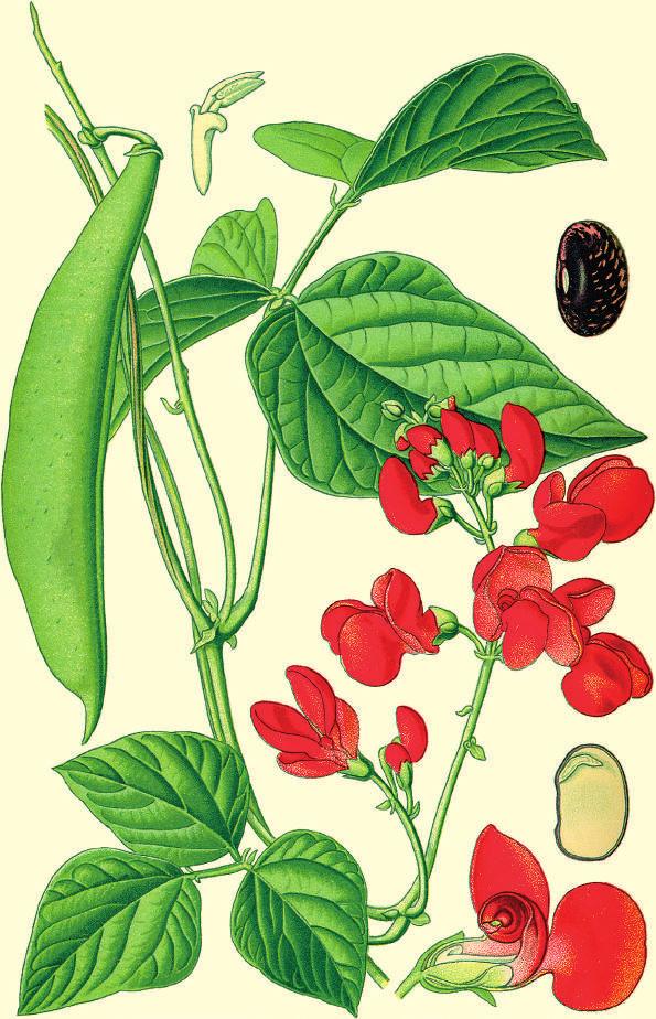 Fazuľa šarlátová Phaseolus coccineus Čo zbierame: Kedy