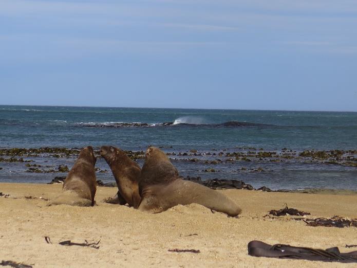 Pak jsme po pobřežní vyhlídkové silnici jeli do Fortrose a oblasti The Catlins Coast.