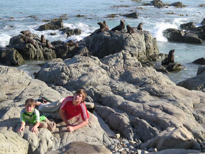 Dál jsme jeli po pobřeží Tichého oceanu - Pacific Ocean na sever a cestou viděli jsme velkou kolonii lachtanů - Seals. Bylo tam hodně rodin s mláďaty a slunili se na skalách nebo plavali v moři.