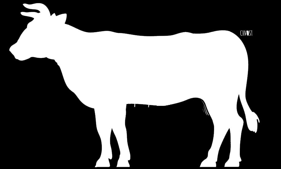 Priamo na farme chováme kozičky a vyrábame pravé kozie syry čerstvé, údené, bylinkové, zrejúce a jogurtové nápoje