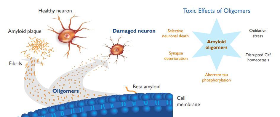 Sevigny (2015) Neurology; Sevigny (2016) Nature, Kocis