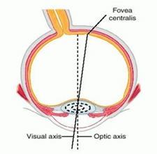 1.1 Oční koule (bulbus oculi) Oční koule má přibliţně kulovitý tvar.
