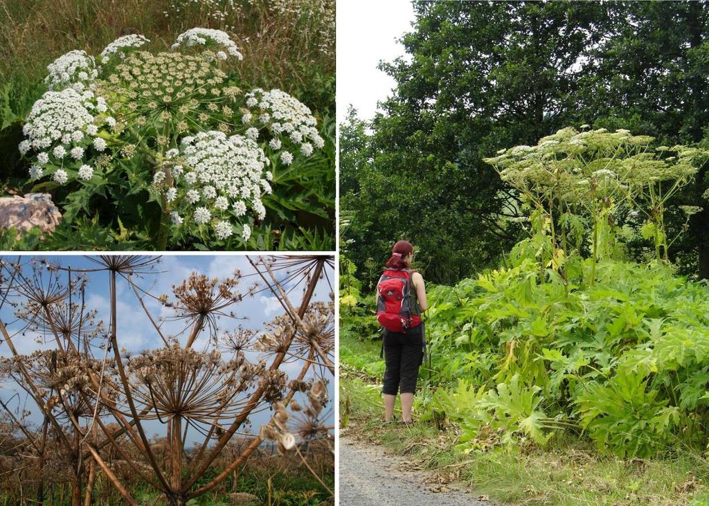 2. Popis zájmových druhů 2.1 Bolševník velkolepý Bolševník velkolepý (Heracleum mantegazzianum Sommier et Lévier 1895, Obr.