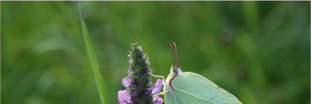 Přehled druhů rodu Gonepteryx (Lepidoptera: Pieridae: Coliadinae) Vladimír Vrabec Katedra zoologie a rybářství, Fakulta agrobiologie, potravinových a přírodních zdrojů, ČZU v