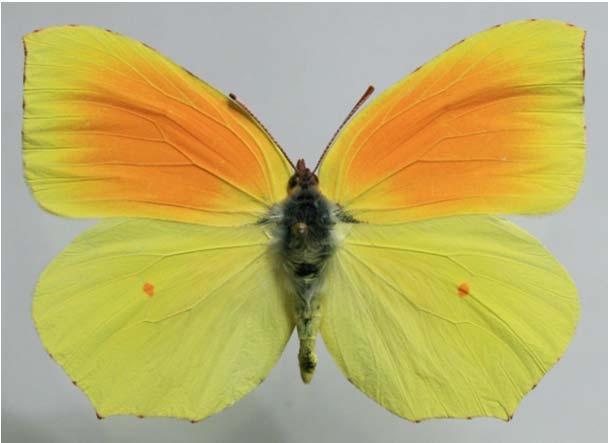G. cleopatra