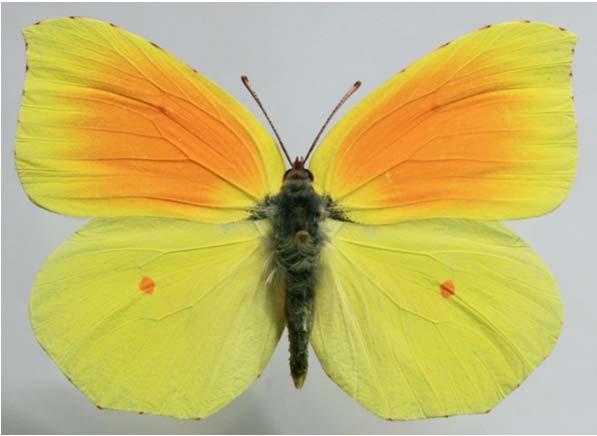 citrina Samos