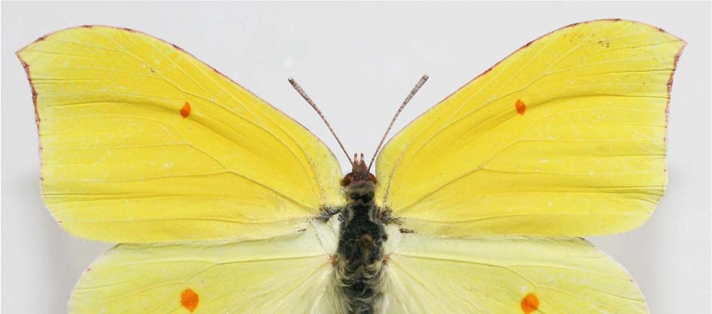 Gonepteryx maxima Butler, 1885