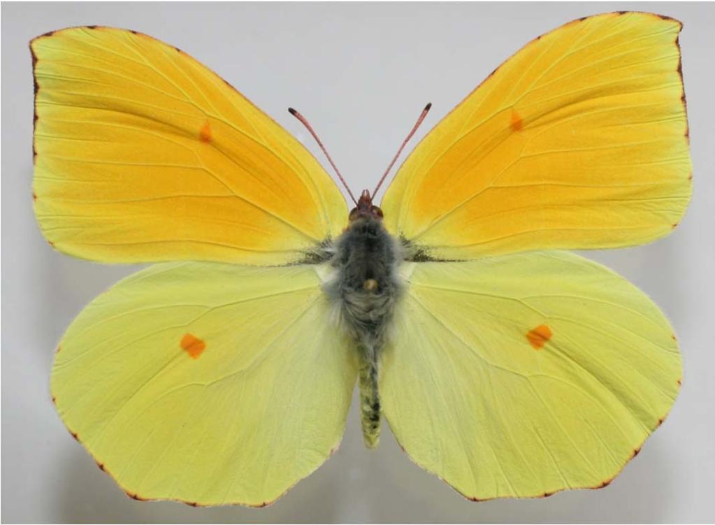 Gonepteryx