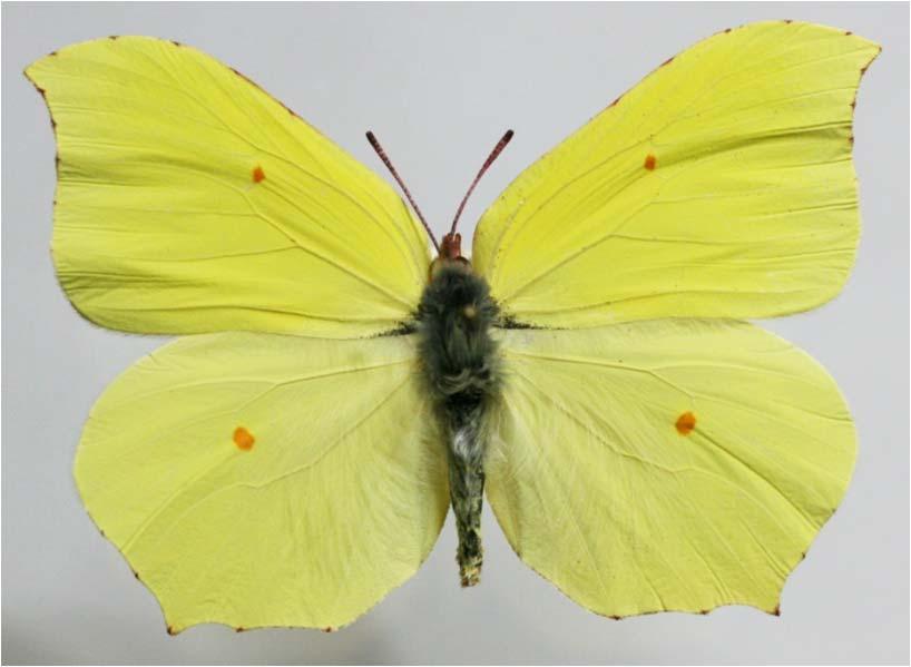 Gonepteryx