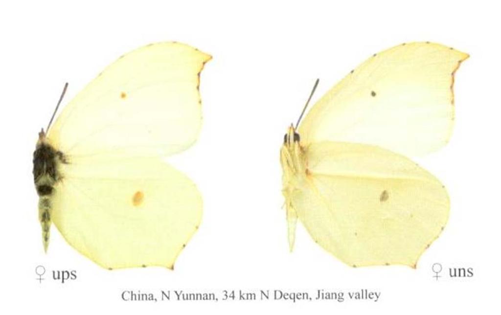 chinensis