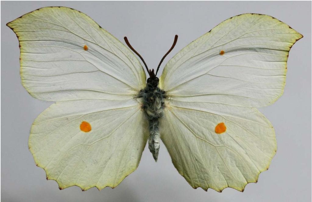 Gonepteryx taiwana