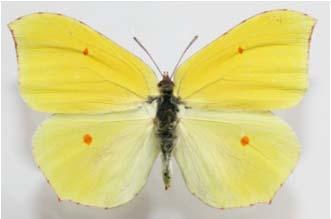 rhamni uncus