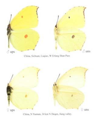 chinensis Gonepteryx