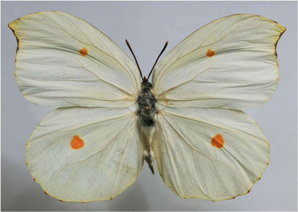 Gonepteryx amintha (Blanchard, 1871) centrální Čína. Vybrané poddruhy: G. a. formosana (Fruhstorfer, 1908): Taiwan; G. a. limonia Mell, 1943: Ussuri, Yunnan, jižní Čína, severní Laos a Vietnam; G. a. meiyuanus Murayama & Shimonoya, 1963: Taiwan; G.