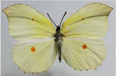 aspasia Gonepteryx aspasia