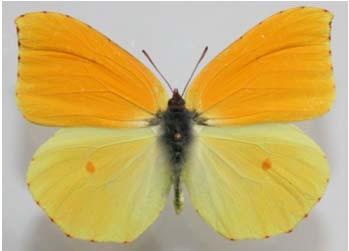 dorzálně Gonepteryx