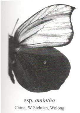 reflektanci