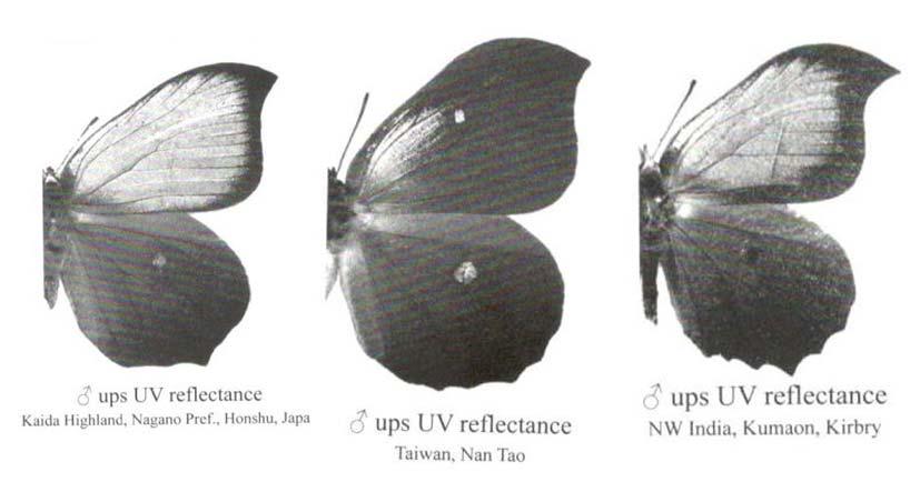 Nekrutenko 1968