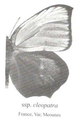 chinensis