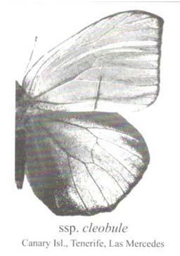 maxima amintha
