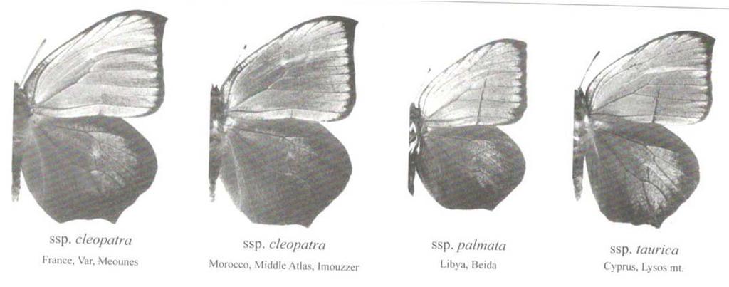Gonepteryx