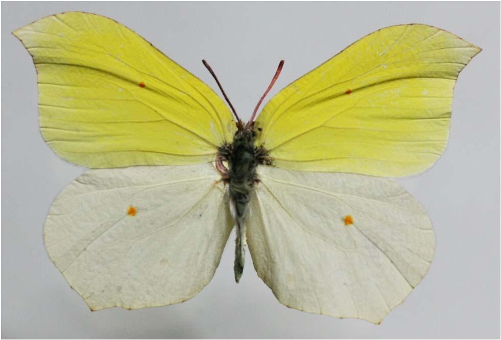 Gonepteryx aspasia Ménétriés, 1858 Dálný východ, Amur, Korea, Čína. Vybrané poddruhy: G. a. acuminata C. & R.