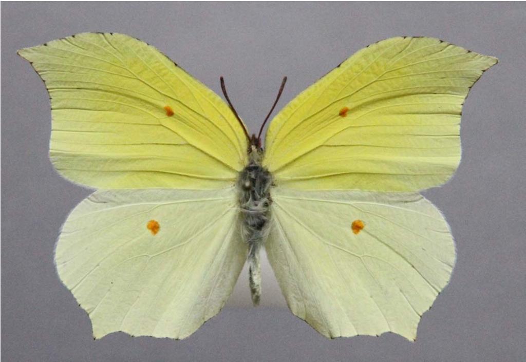 Gonepteryx