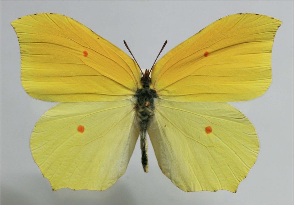 Gonepteryx aspasia niphonica Bollow, 1930
