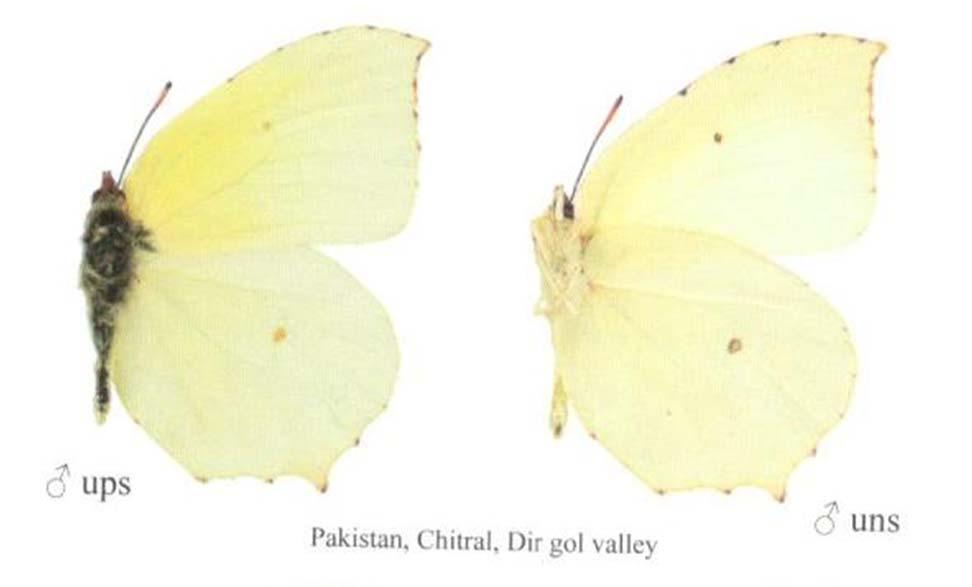 Gonepteryx chitralensis (Moore, 1905)