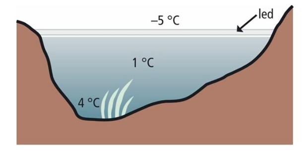Anomálie vody Hustota vody v intervalu 0 C až 4 C roste (a zmenšuje se její objem), při