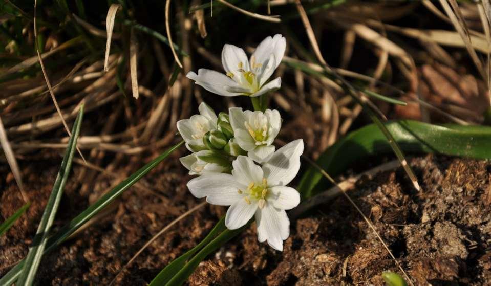 JN Ornithogalum