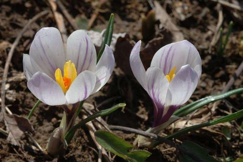 Saxifraga-Jan van der Straaten Crocus albiflorus http://www.freenatureimages.