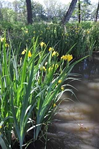 Řád Asparagales Iridaceae (kosatcovité) Čeleď Iridaceae (kosatcovité) vytrvalé byliny s oddenky, hlízami, nebo cibulemi stonek přímý nevětvený, někdy zkrácený listy mečovité nebo čárkovité,