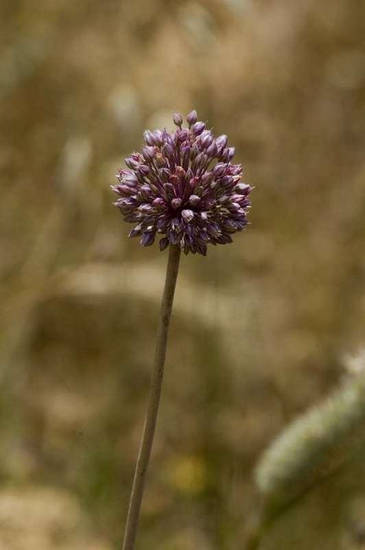 eu/plants/flora%20a-
