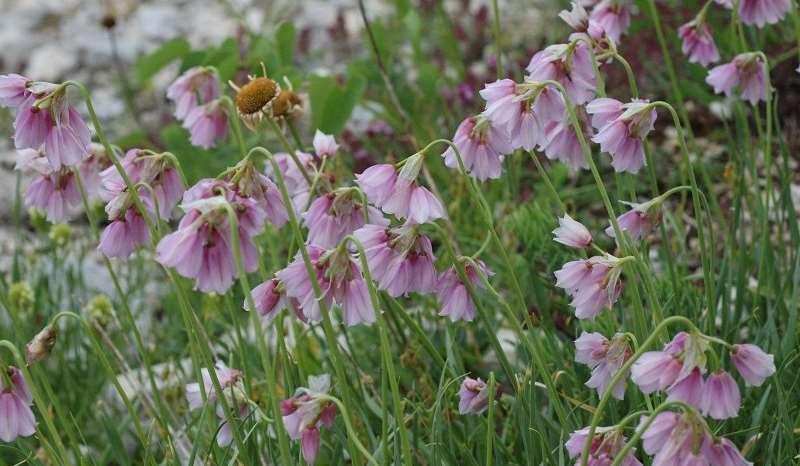 Saxifraga-Jan van der Straaten Allium narcissiflorum http://www.freenatureimages.