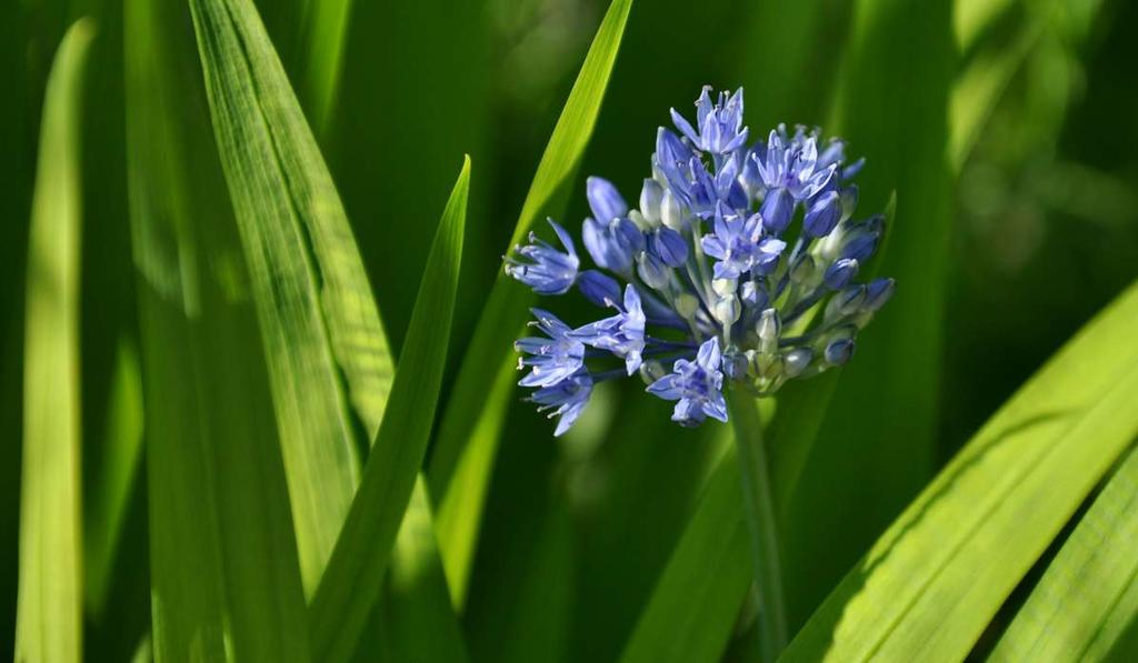 JN Allium caeruleum http://www.agroatlas.