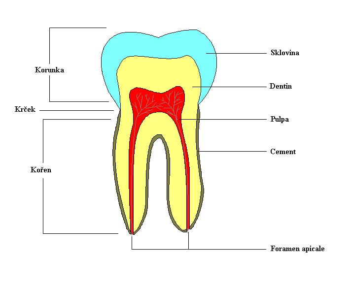 2 Mikroskopická anatomie tvrdých zubních tkání 2.1 Zub Zub se skládá z korunky, krčku a kořene. Tvrdé zubní tkáně jsou sklovina, dentin a zubní cement.