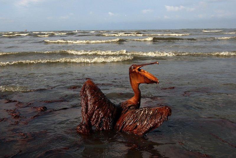 Obrázek č. 7 Pelikán zalitý ropou Zdroj: https://www.highrated.net/22295/terrifying-pictures-of-environmental-pollution/ 3.1.
