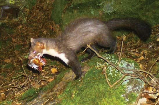 PŘÍRODA VŠENOR Kuna skalní v domě i za humny Kuna skalní (Martes foina) je jeden z nejběžnějších druhů našich lasicovitých šelem.