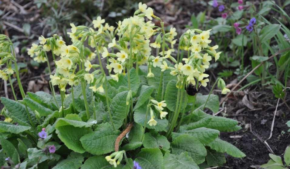 Primula elatior podrost