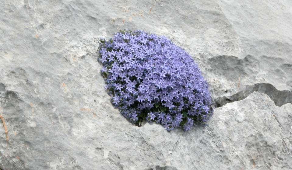 Campanula