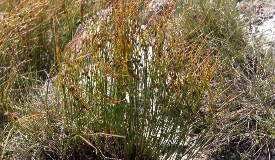 Juncus