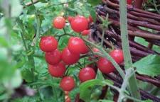 J Jednotlivé zeleniny (třeba několik keříků rajčat před stěnou domu) nebo byliny (levandule nebo šalvěj na suchém záhonu).