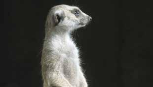 (Crossarchus obscurus)