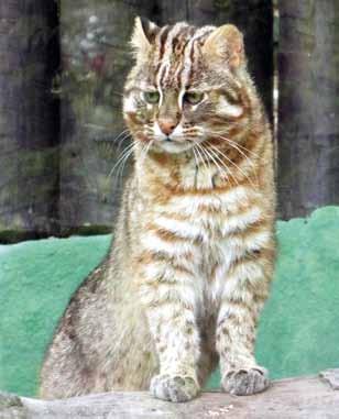 Rys karpatský (Lynx lynx